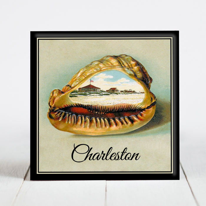 Conch Shell From Charleston, SC
