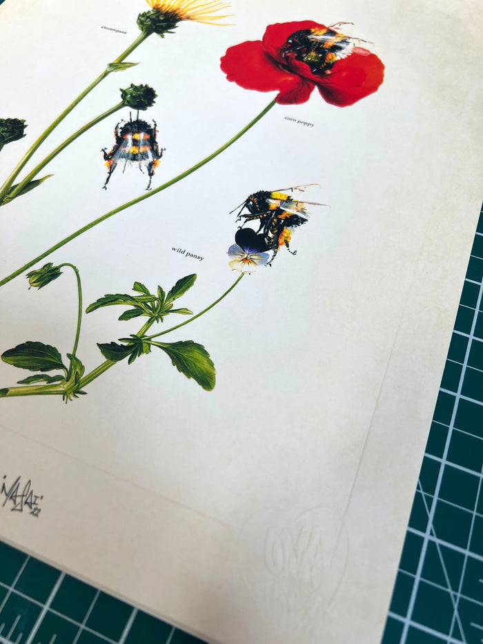 LOUIS 'MASAI' MICHEL - Wild Pansy - OPEN EDITION