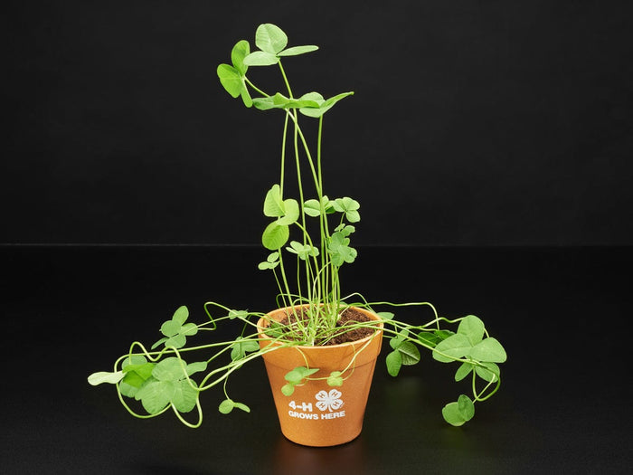 4-H Grow Your Own Clovers Kit [Discontinued] by The Pi Hut - The Pi Hut