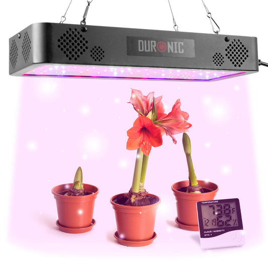 Duronic Hanging Grow Light suspended over three potted Amaryllis flowers in various stages of growth, accompanied by a digital temperature and humidity monitor.