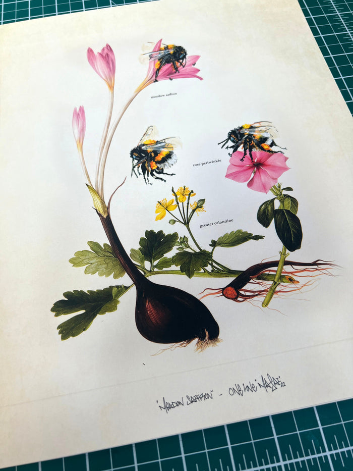 LOUIS 'MASAI' MICHEL - Meadow Saffron - OPEN EDITION