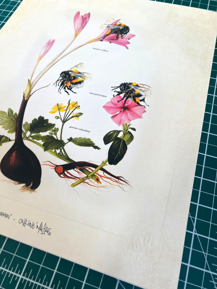 LOUIS 'MASAI' MICHEL - Meadow Saffron - OPEN EDITION