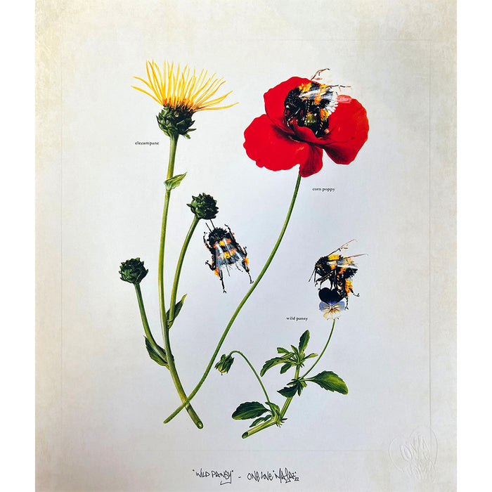 LOUIS 'MASAI' MICHEL - Wild Pansy - OPEN EDITION