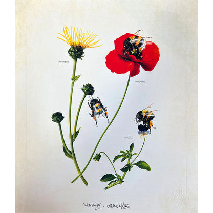 LOUIS 'MASAI' MICHEL - Wild Pansy - OPEN EDITION