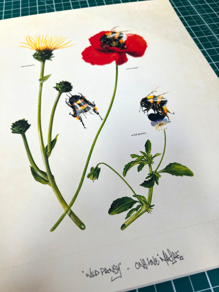 LOUIS 'MASAI' MICHEL - Wild Pansy - OPEN EDITION