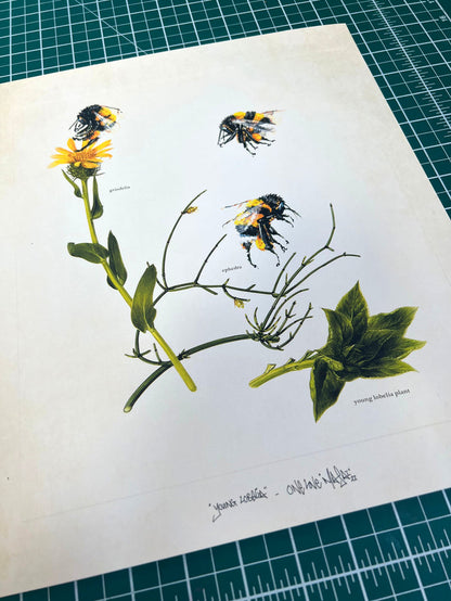 LOUIS 'MASAI' MICHEL - Young Lobelia - OPEN EDITION