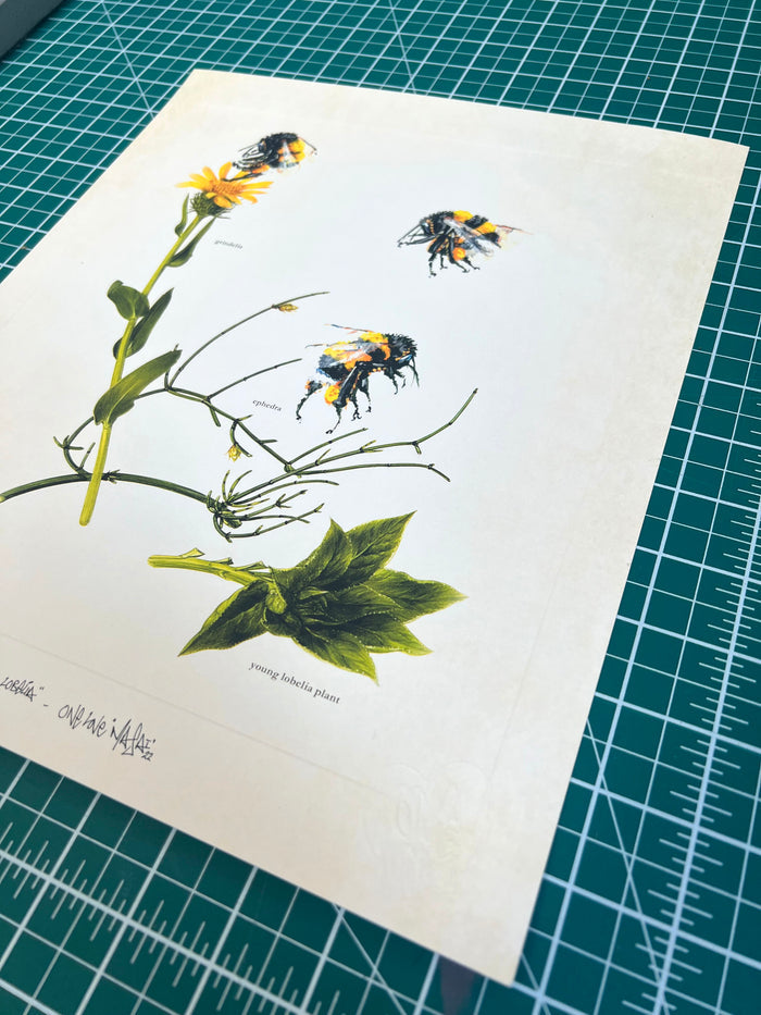 LOUIS 'MASAI' MICHEL - Young Lobelia - OPEN EDITION
