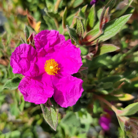 Magenta Rock Rose (7823949824255)