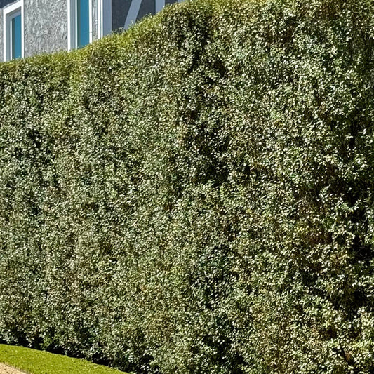Pittosporum Silver Sheen