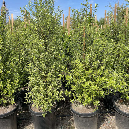Pittosporum tenuifolium
