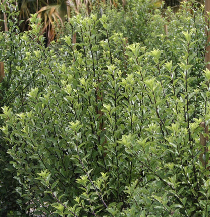 pittosporum kohuhu (7823952380159)