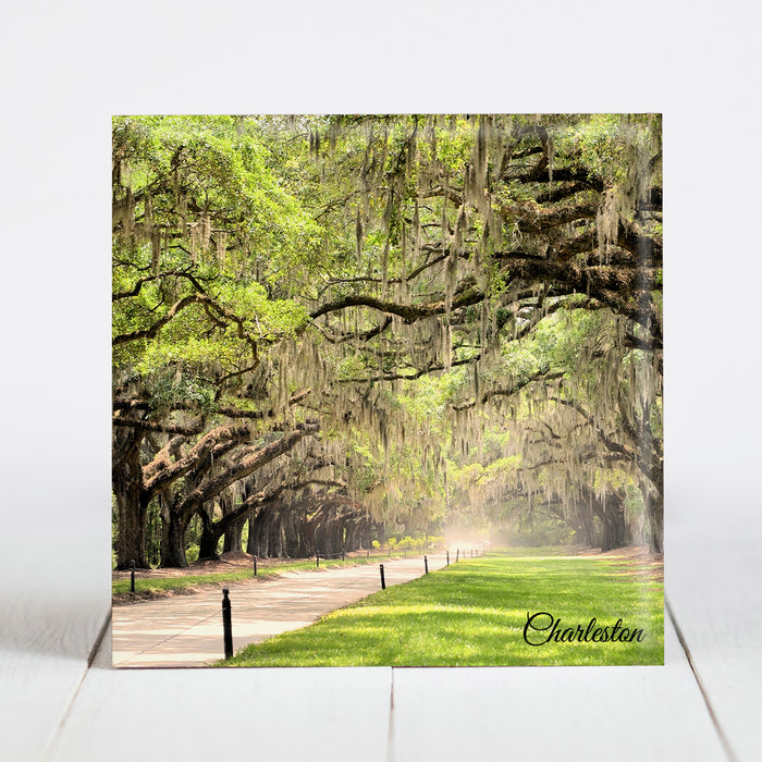Road at Boone Hall Plantation - Charleston, SC