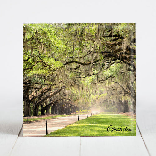 Road at Boone Hall Plantation - Charleston, SC