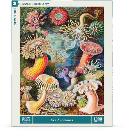 Sea Anemones Image 2