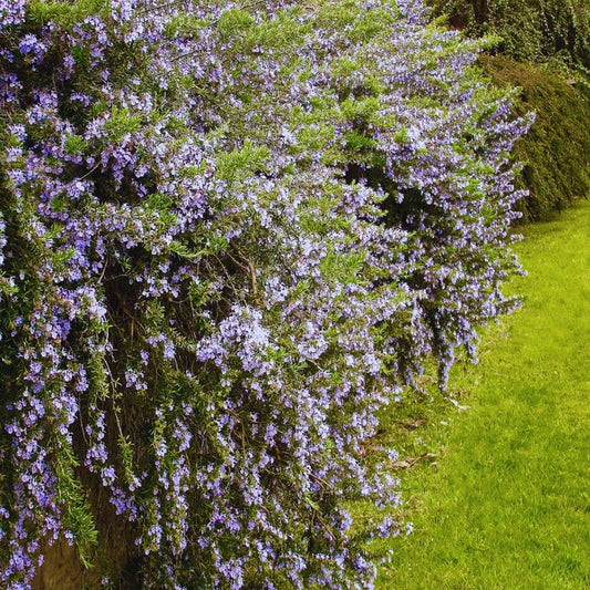 Trailing Rosemary shrub in garden