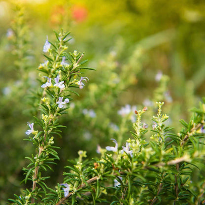 Trailing Rosemary (7823953199359)