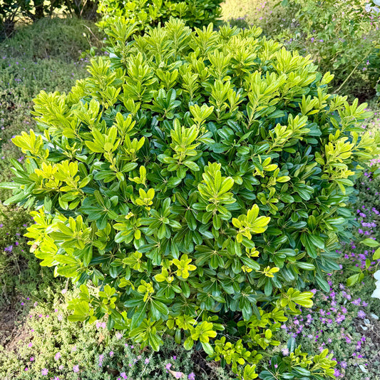 Wheeler's Dwarf Pittosporum