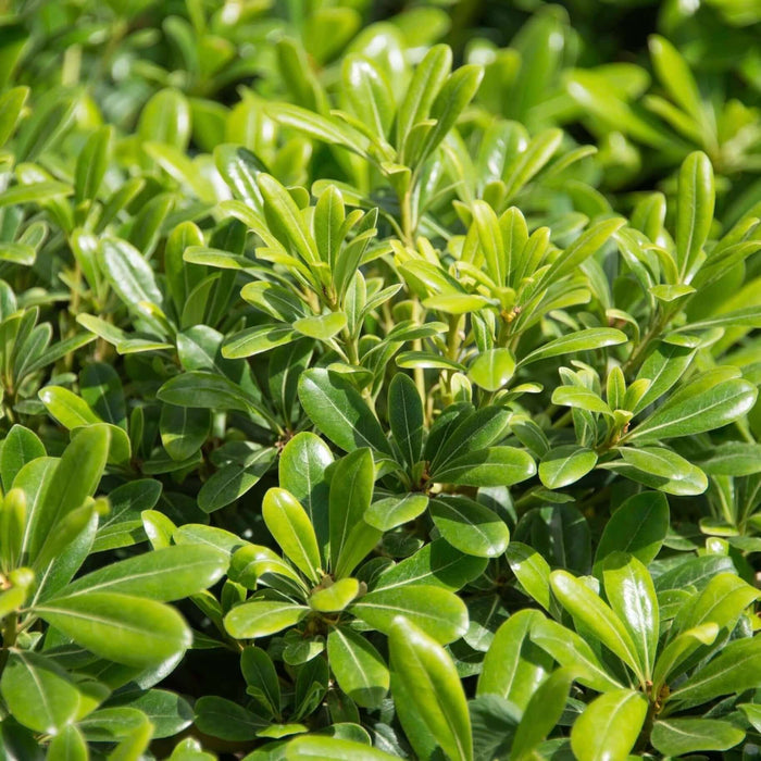 Wheeler's Dwarf Japanese Pittosporum (7823952478463)