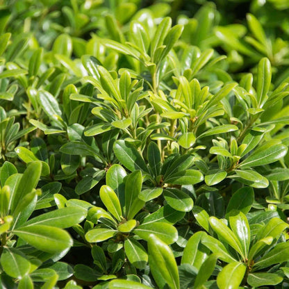 Wheeler's Dwarf Japanese Pittosporum (7823952478463)