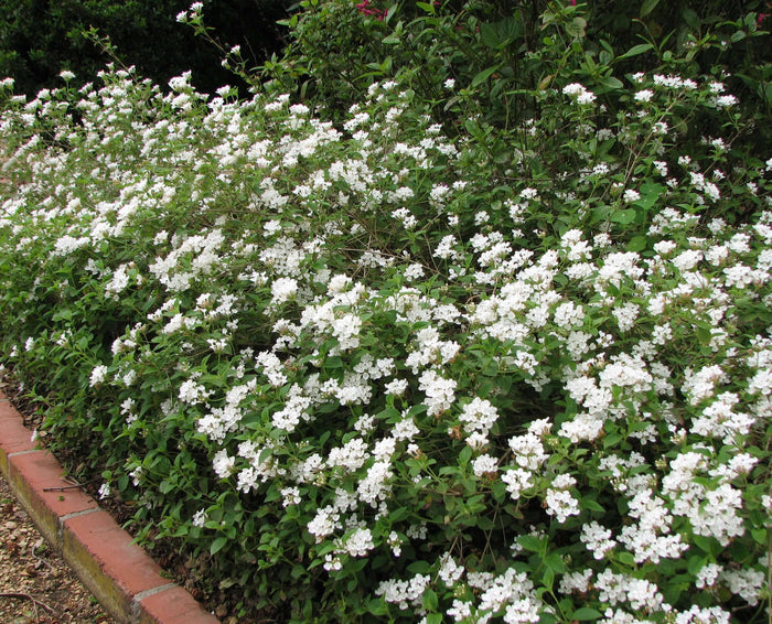 White Lantana (7823951134975)